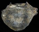 Fossil Whale Caudal Vertebrae - South Carolina #62092-2